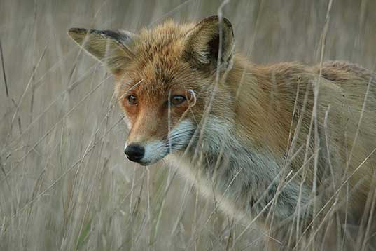 reizjagd-fuchs