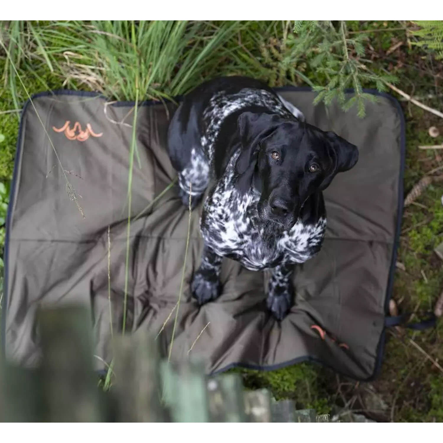 Blaser Hundedecke (Grün)