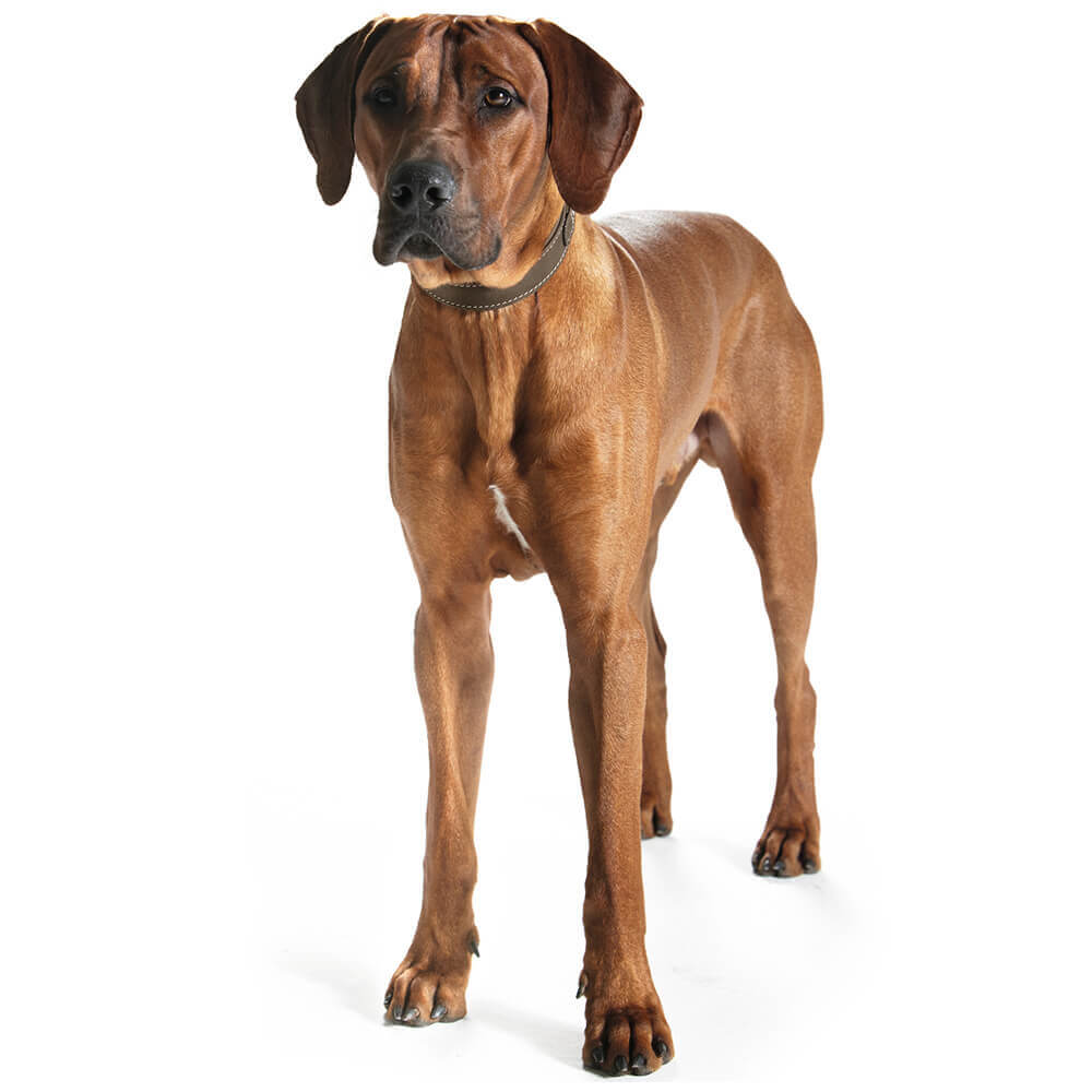 Hunter Halsband Hunting Comfort