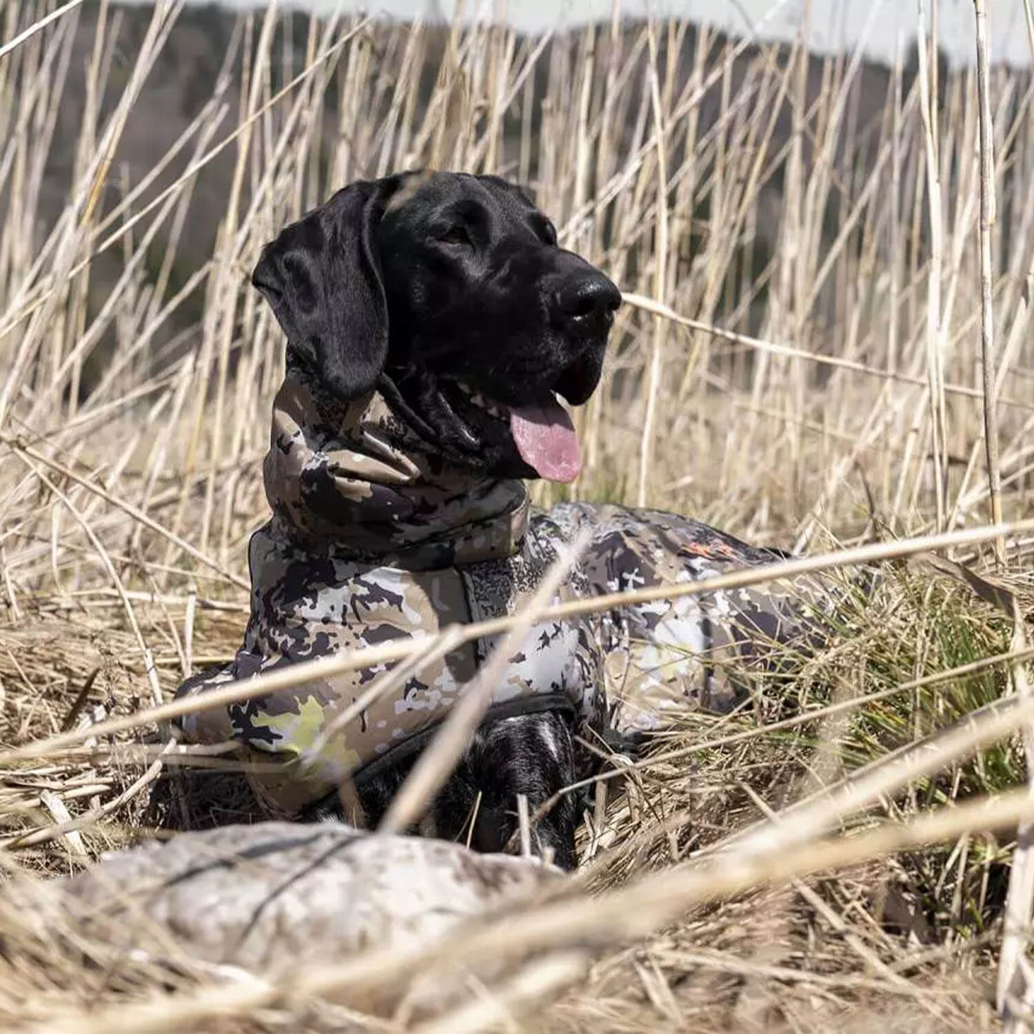Blaser Hundeponcho (HunTec)