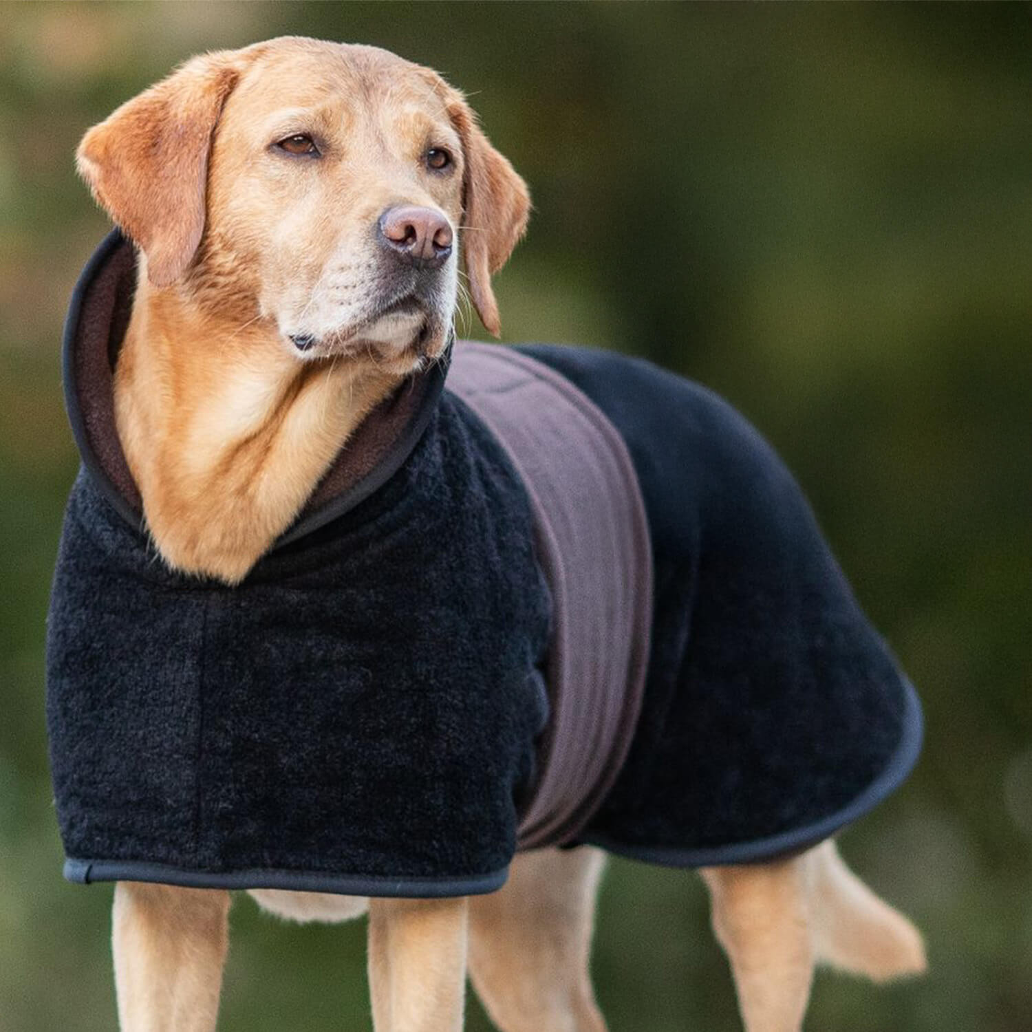 Actionfactory Hundecape Warmup Classic (Mocca)